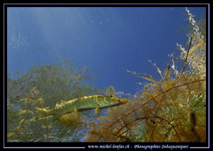 Little pike fish on the hunt close to the surface... :O)... by Michel Lonfat 